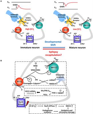 Frontiers | Role Of NKCC1 And KCC2 In Epilepsy: From Expression To Function